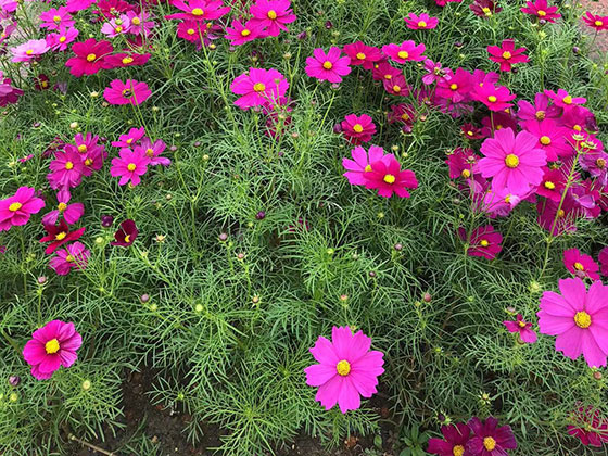 杭州鲜花预订-商业区植物摆设设计